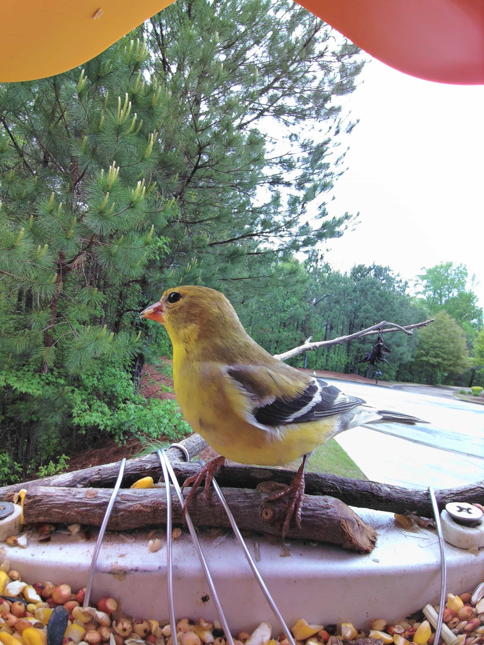 Red Wing on a feeder