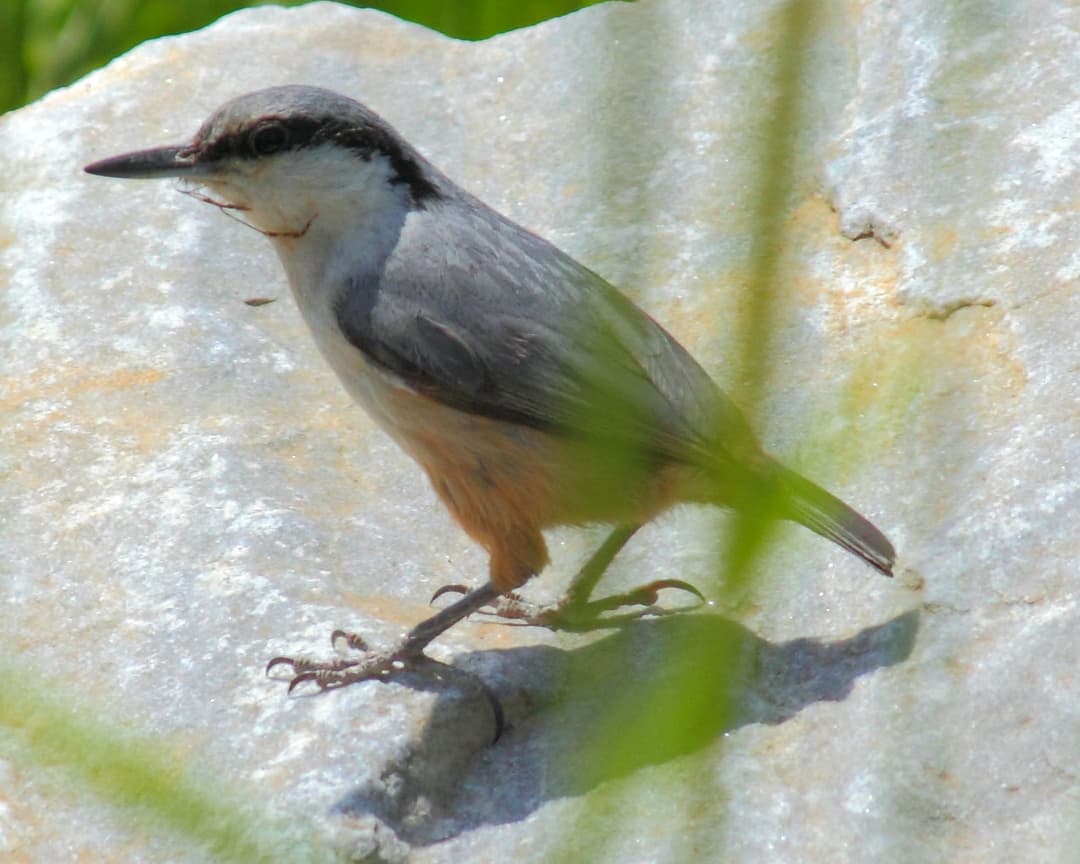 Western Rock Nuthatch