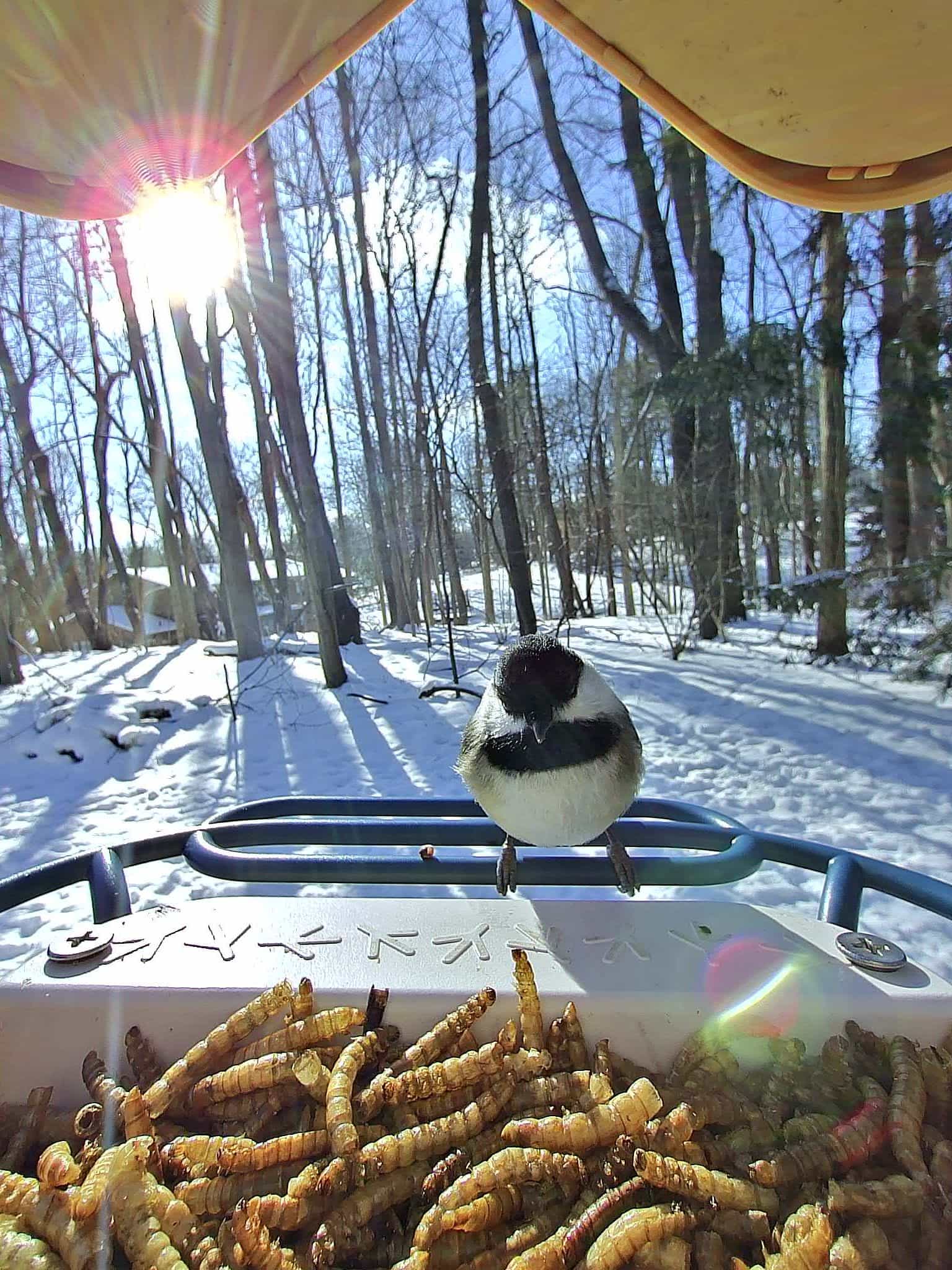Red Wing on a feeder