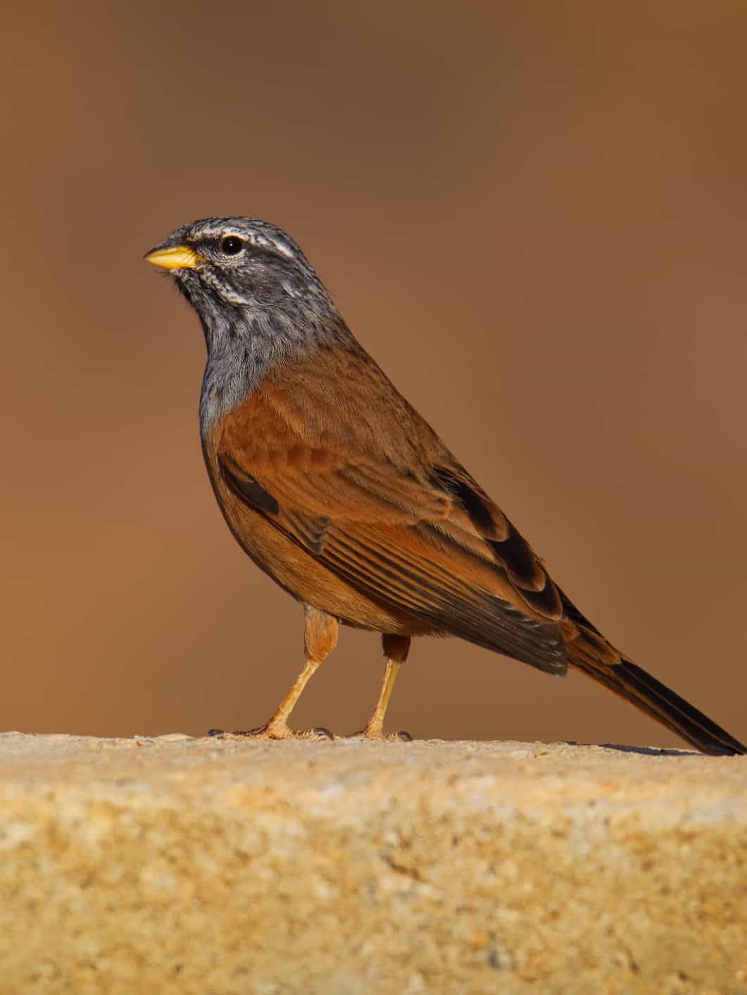 House Bunting