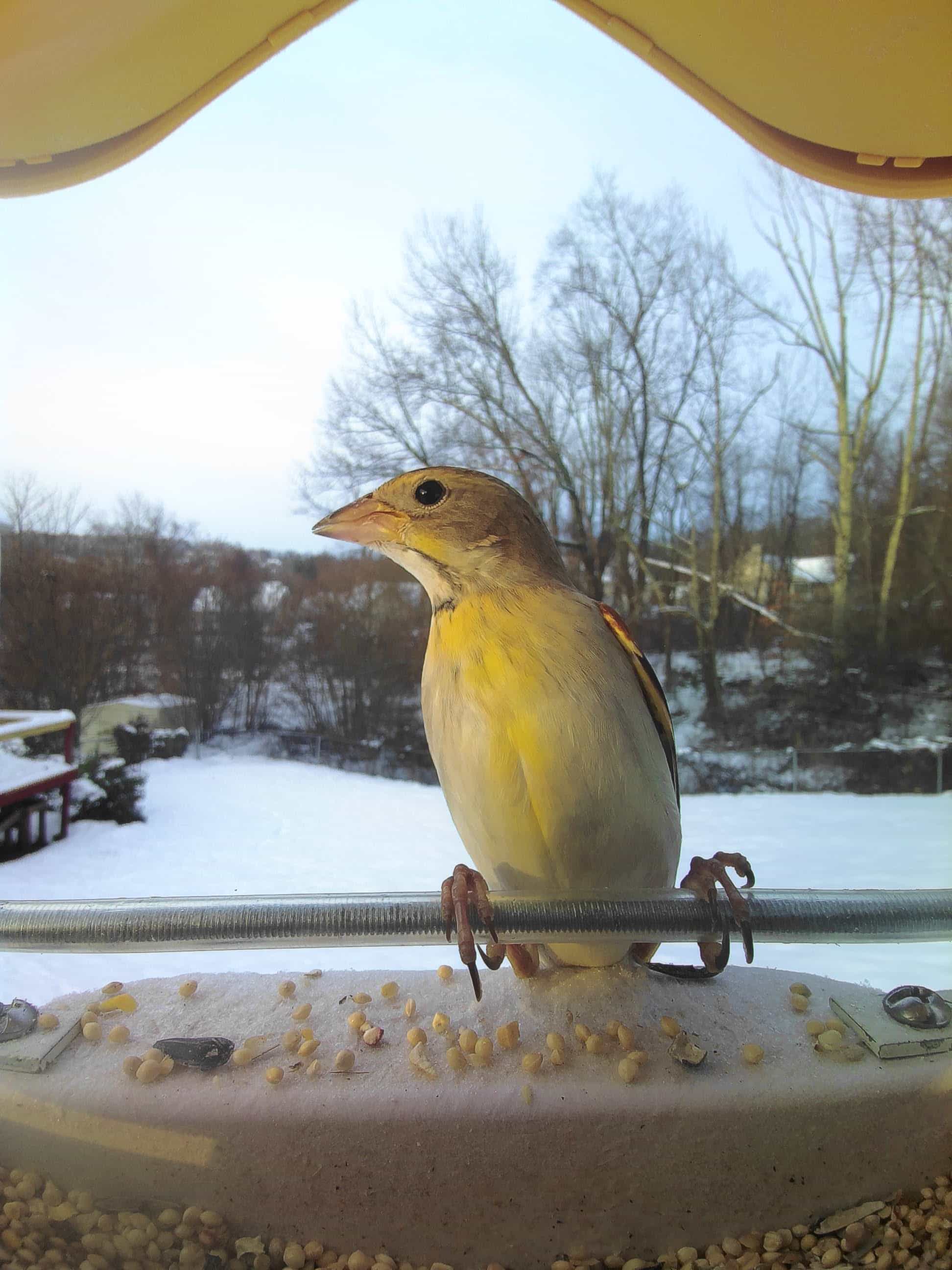 La Crosse on a feeder