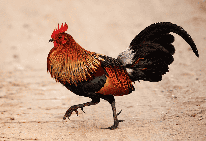 Rhode Island Red