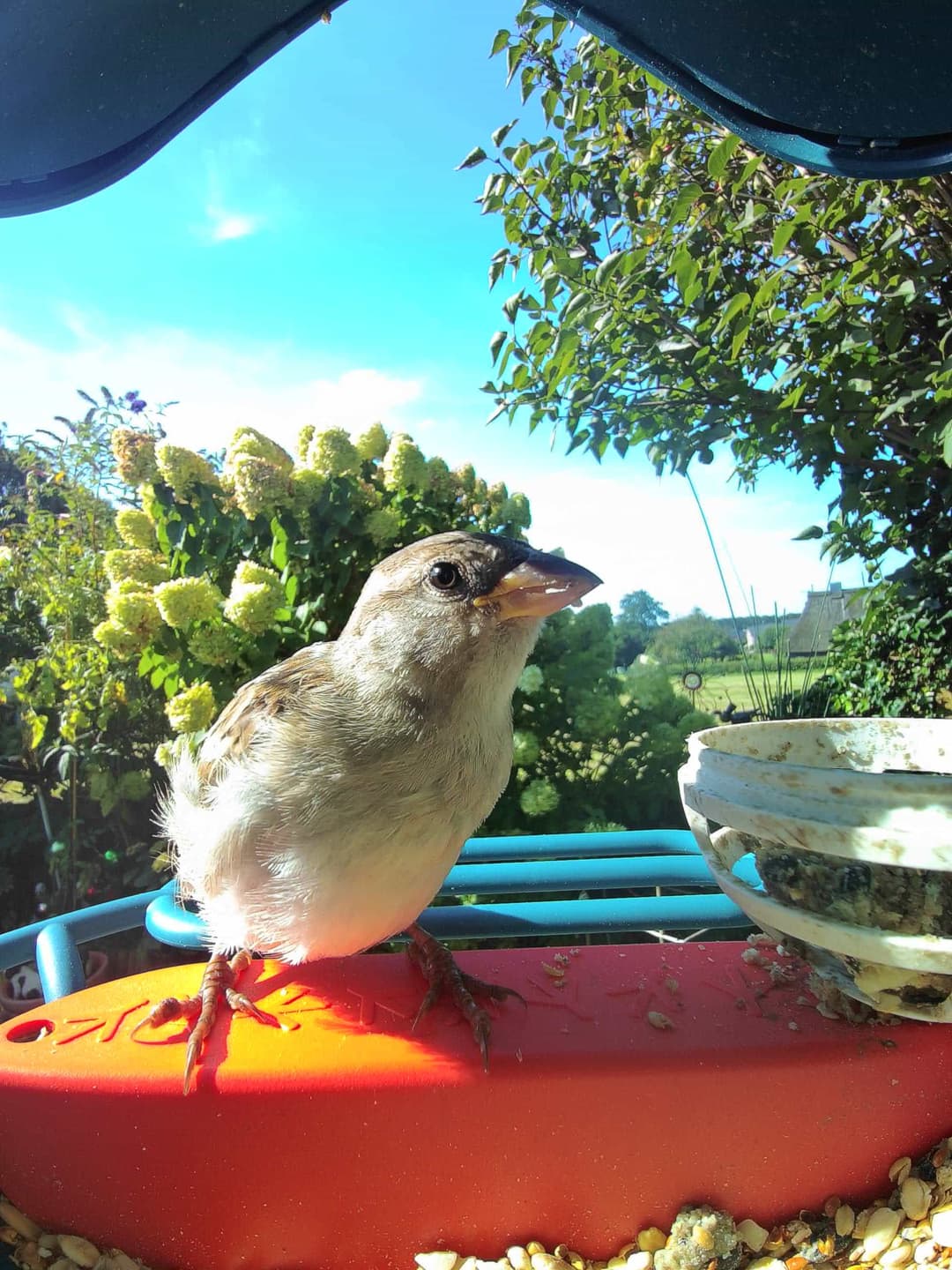 House Sparrow