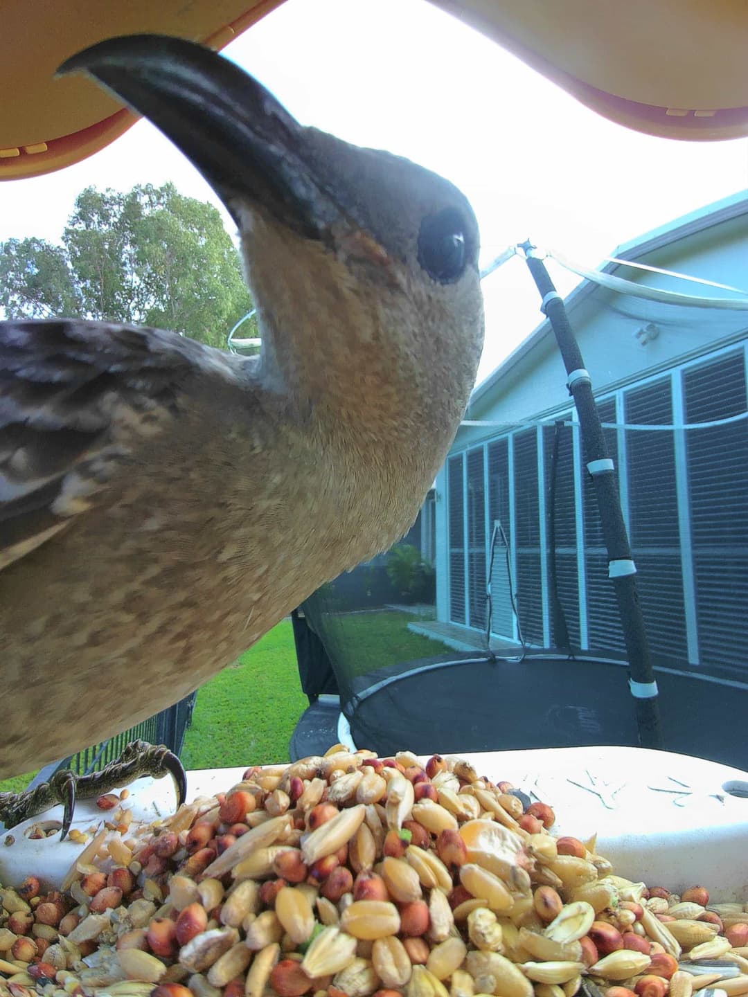 Great Bowerbird