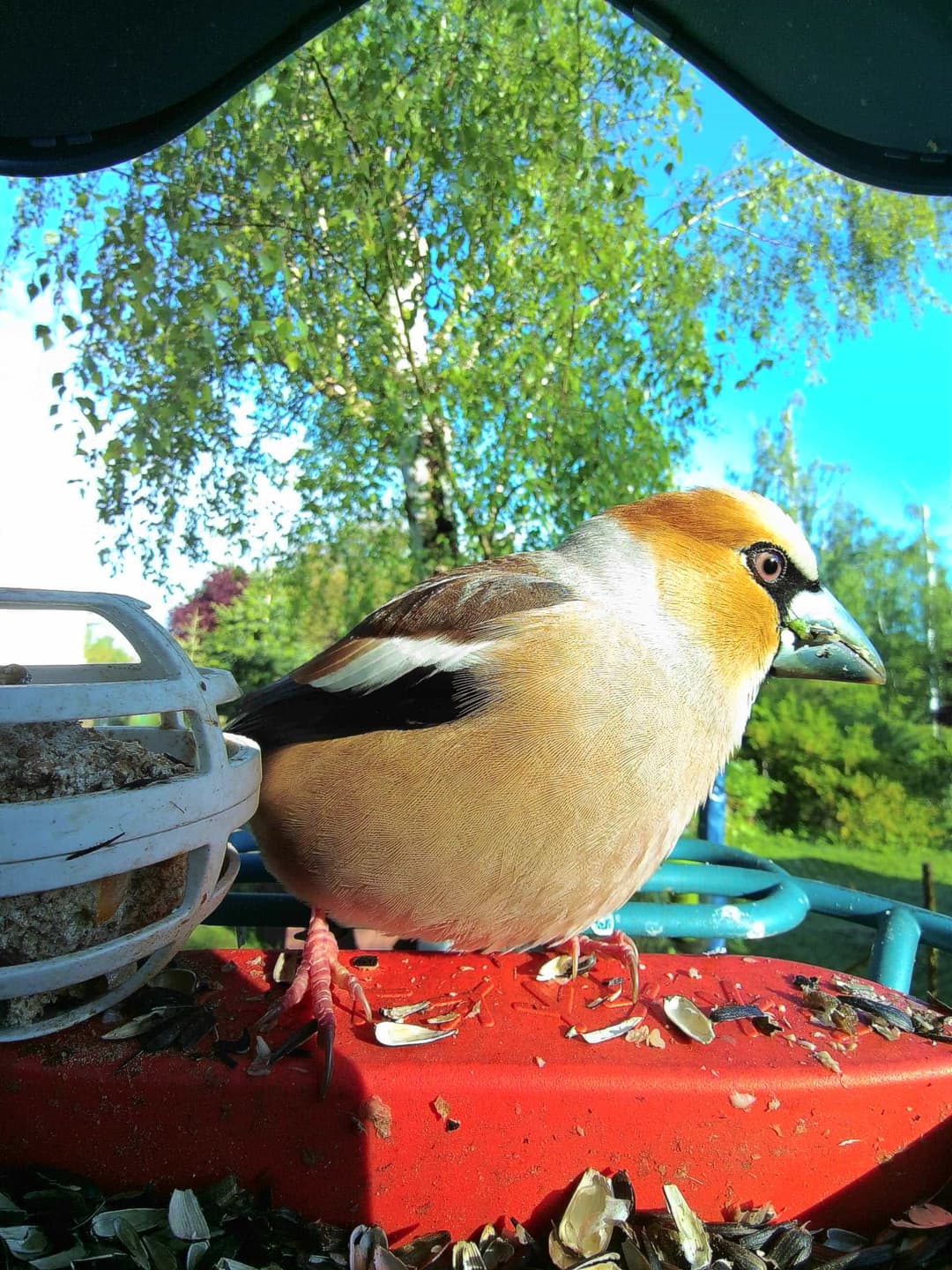 Hawfinch