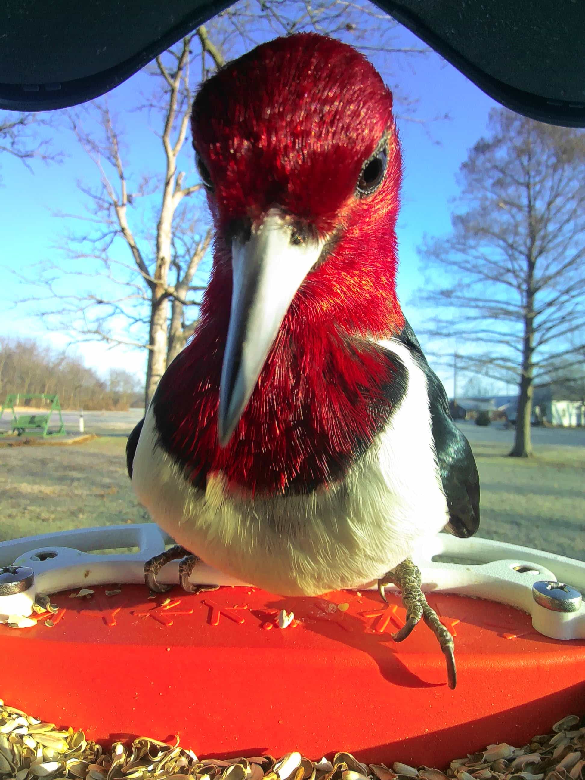 La Crosse on a feeder