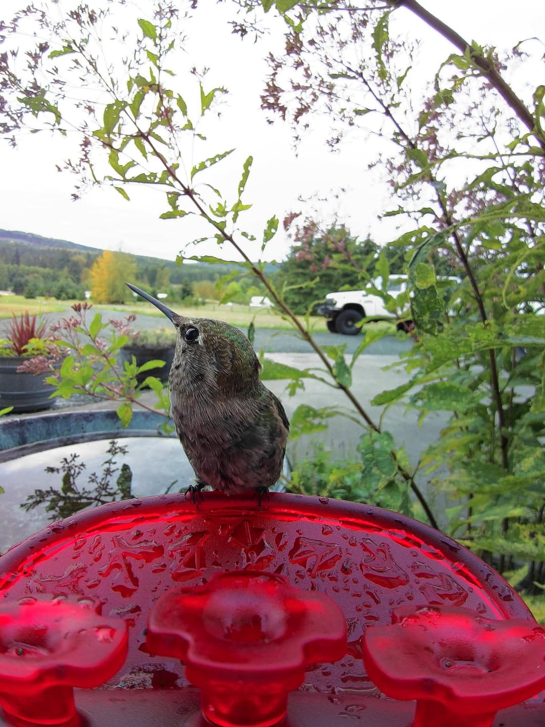 Berylline Hummingbird