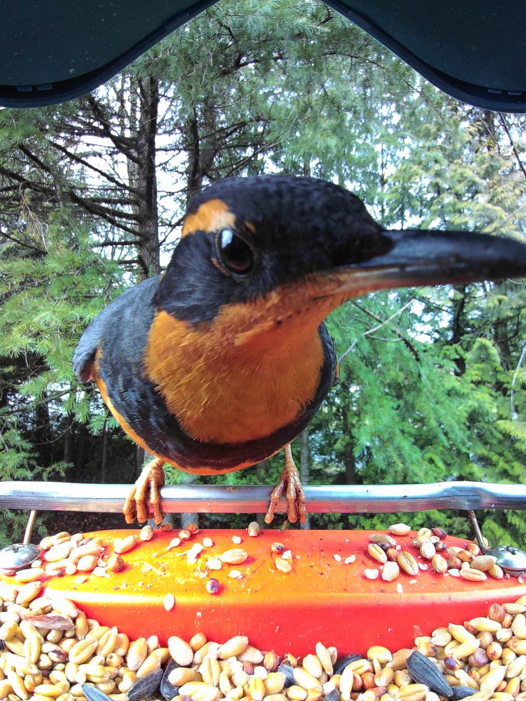 Varied Thrush