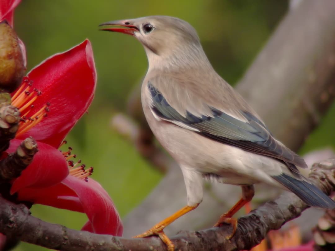 Red-Billed Starling