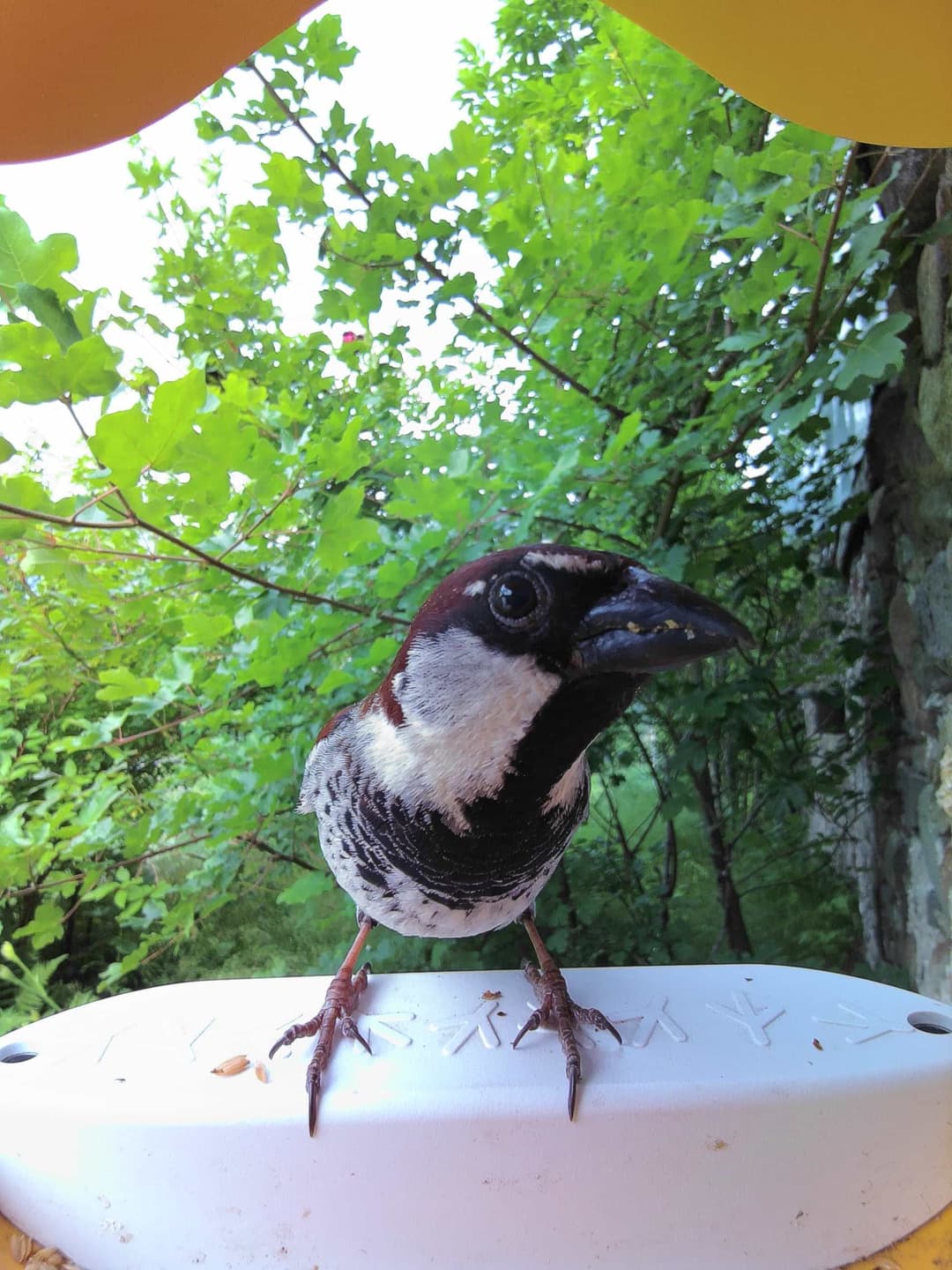 Italian Sparrow