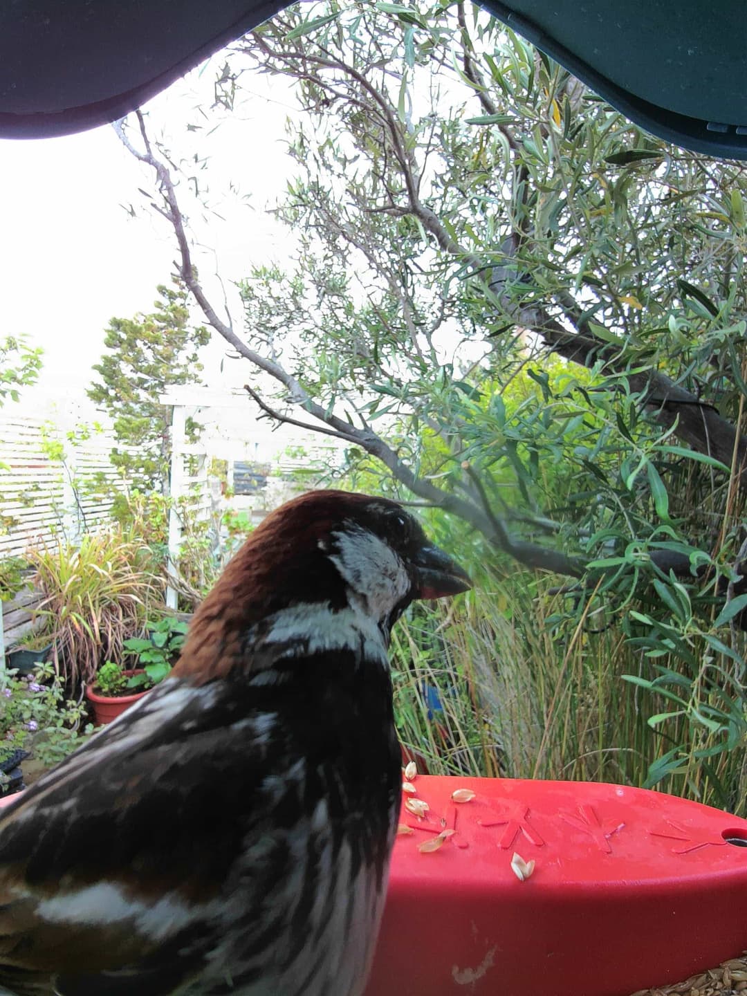Spanish Sparrow