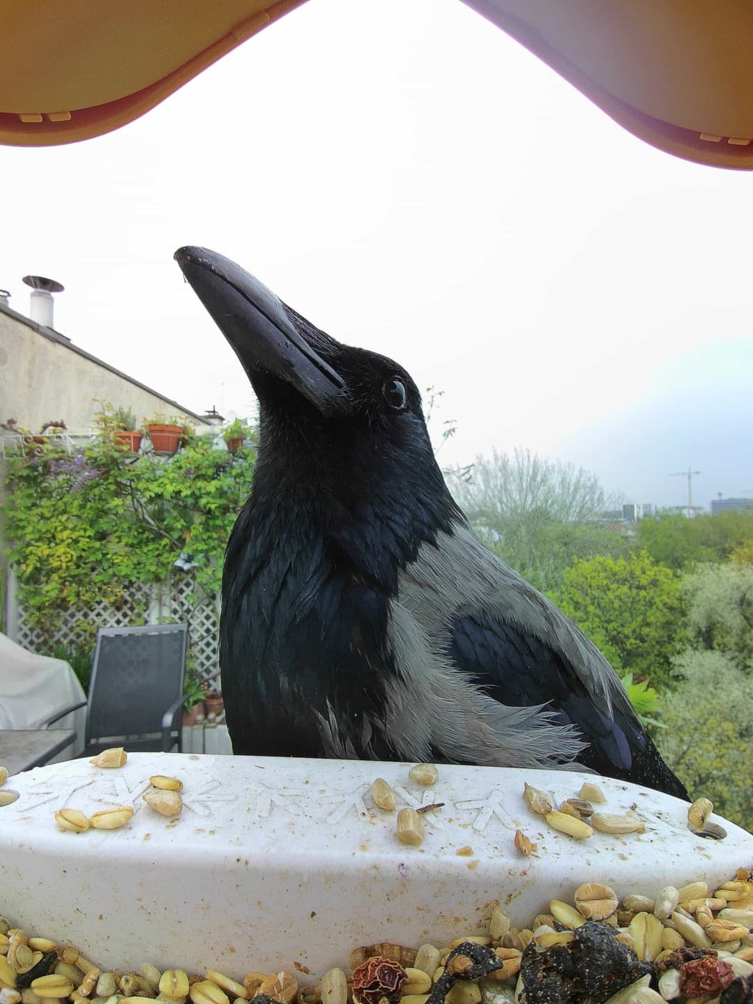 Hooded Crow
