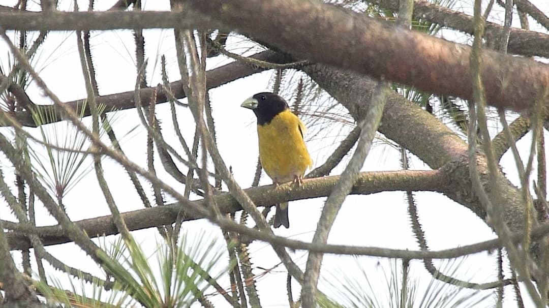 Hooded Grosbeak