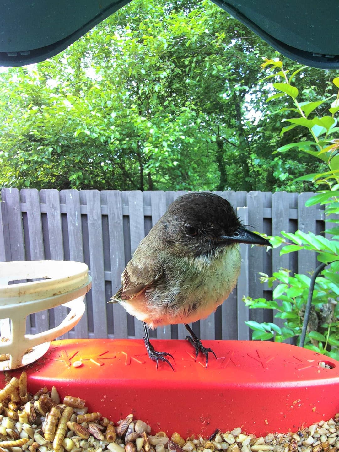 Tyrant Flycatcher