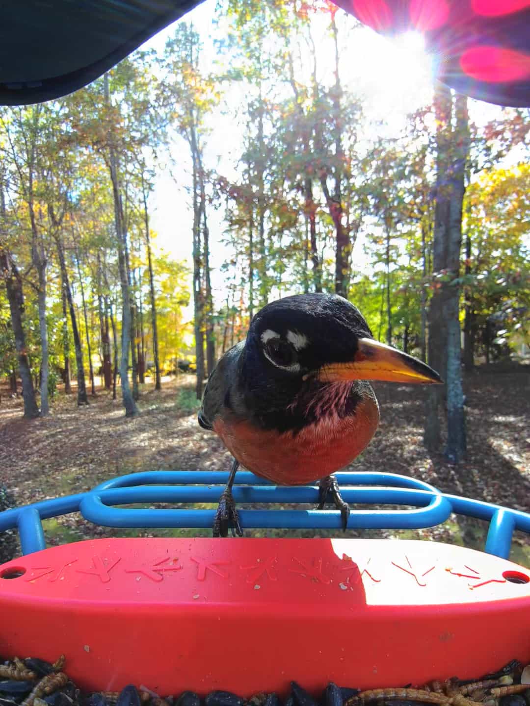 Red Wing on a feeder