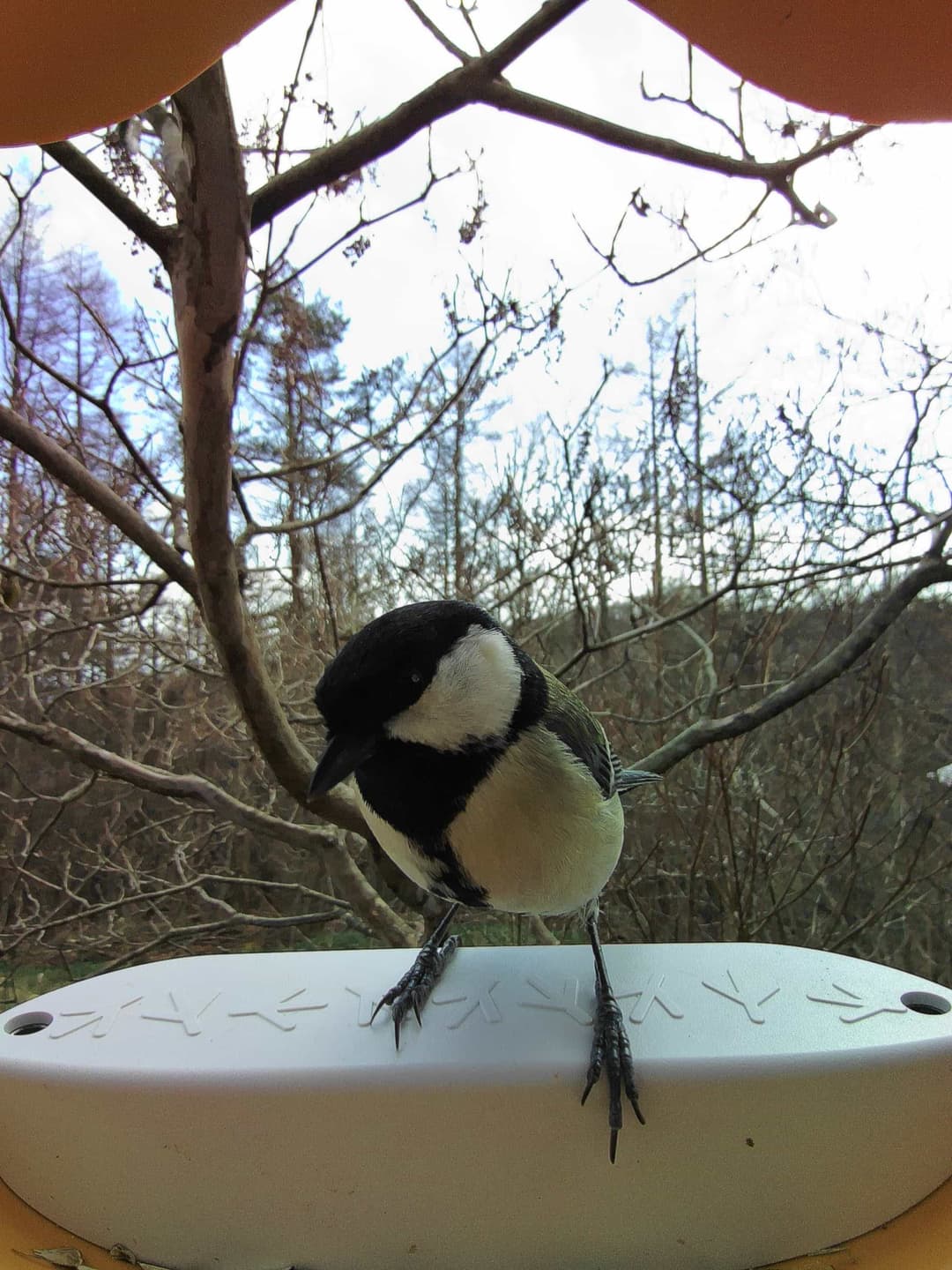 Japanese Tit