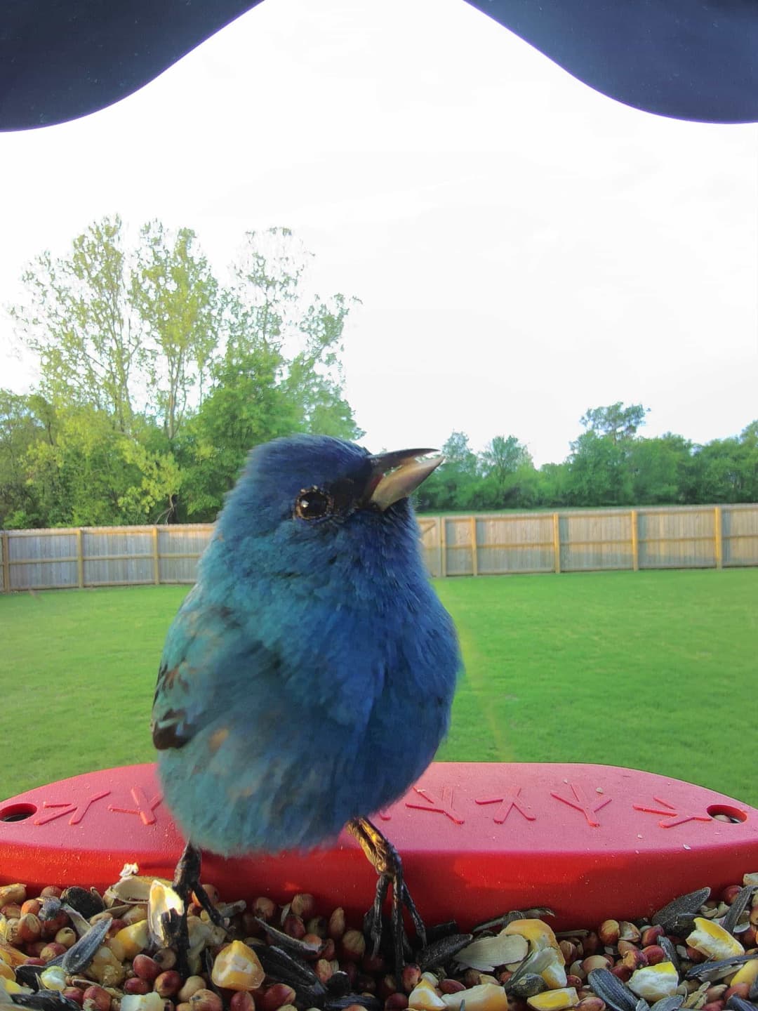 Indigo Bunting