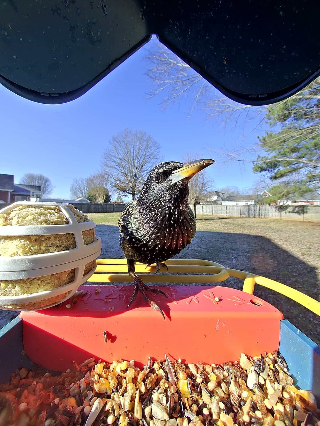 Common Starling