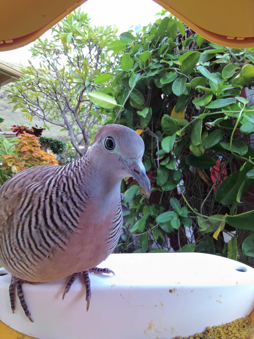Zebra Dove