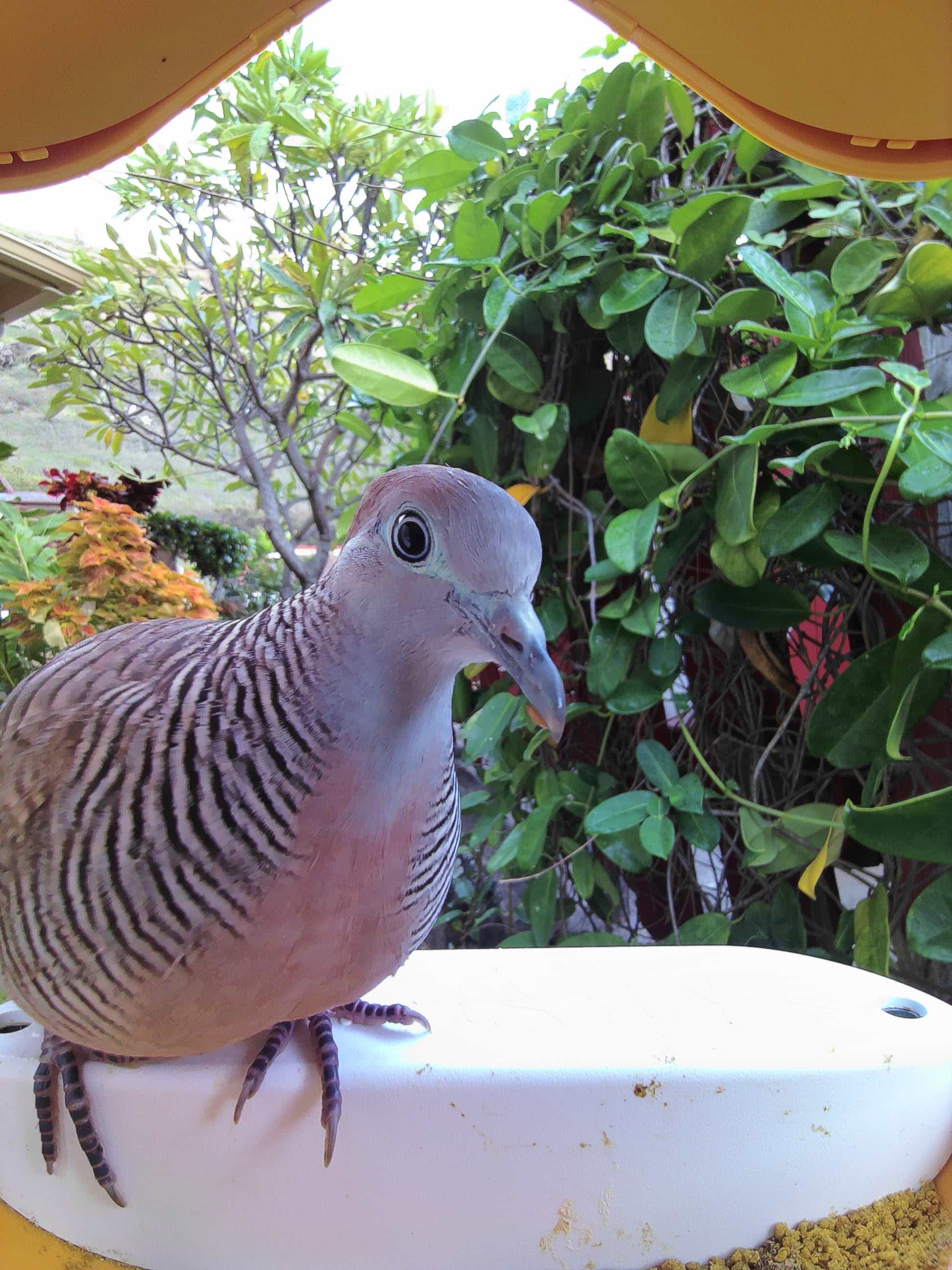Honolulu on a feeder