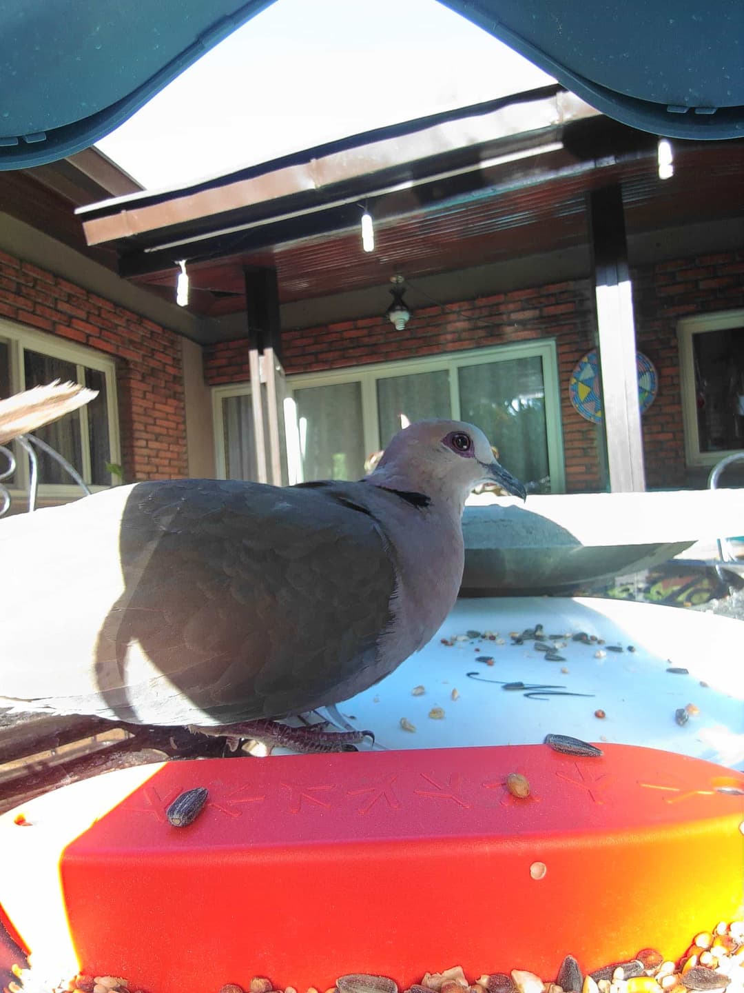Red-Eyed Dove