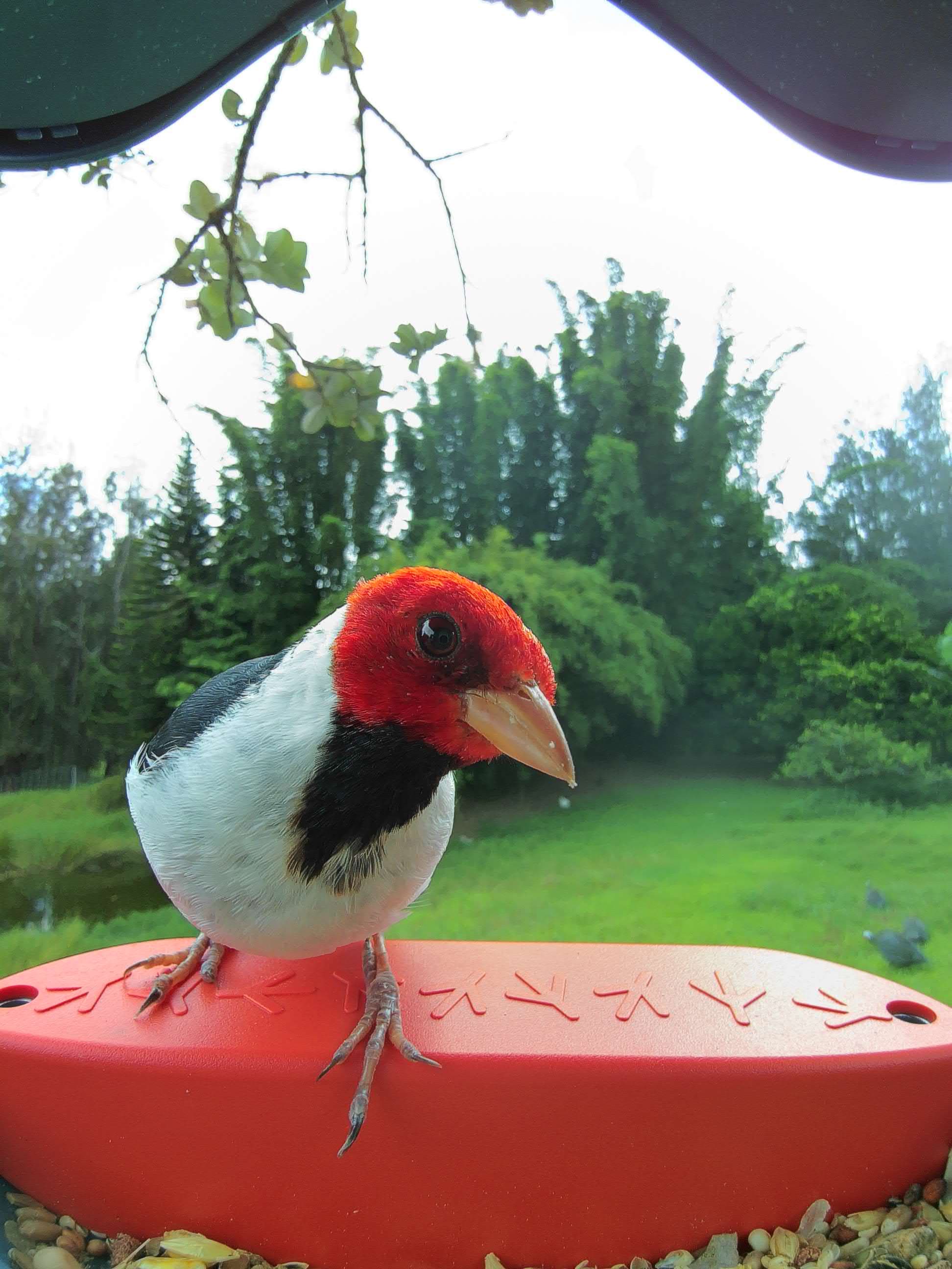 Honolulu on a feeder