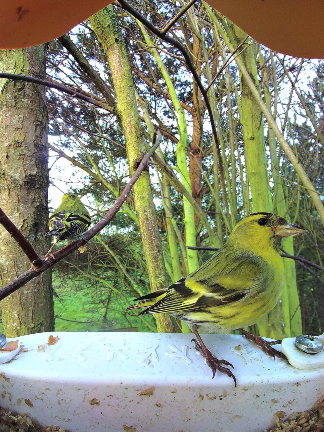 Eurasian Siskin