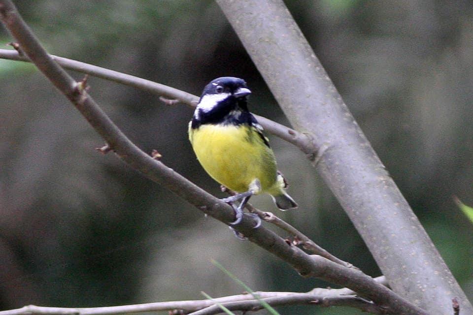 Yellow-Bellied Tit