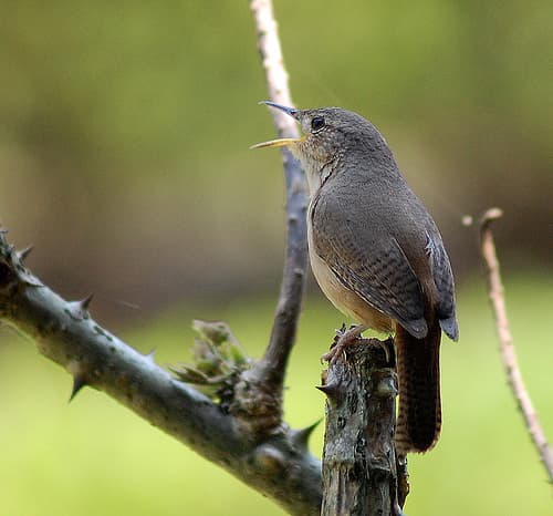 Southern House Wren