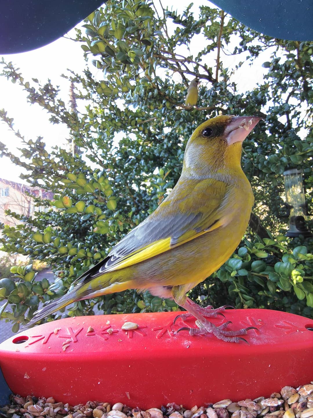European Greenfinch