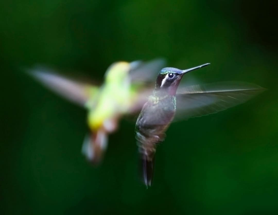 Rivoli's Hummingbird