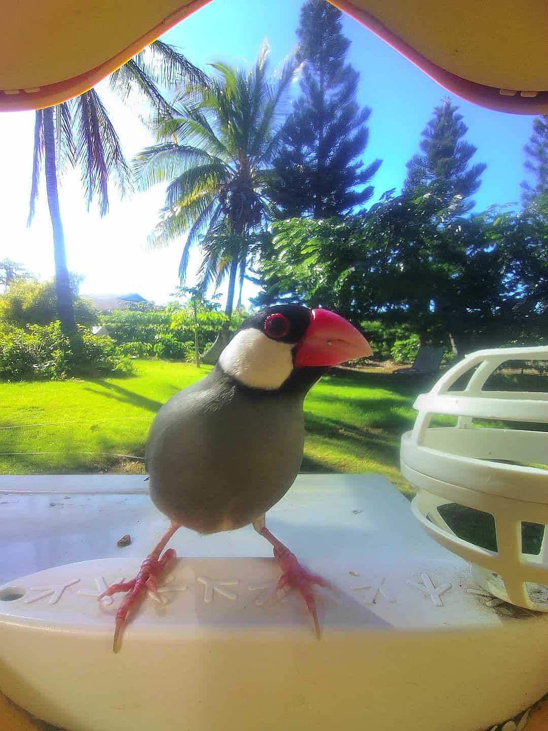 Honolulu on a feeder