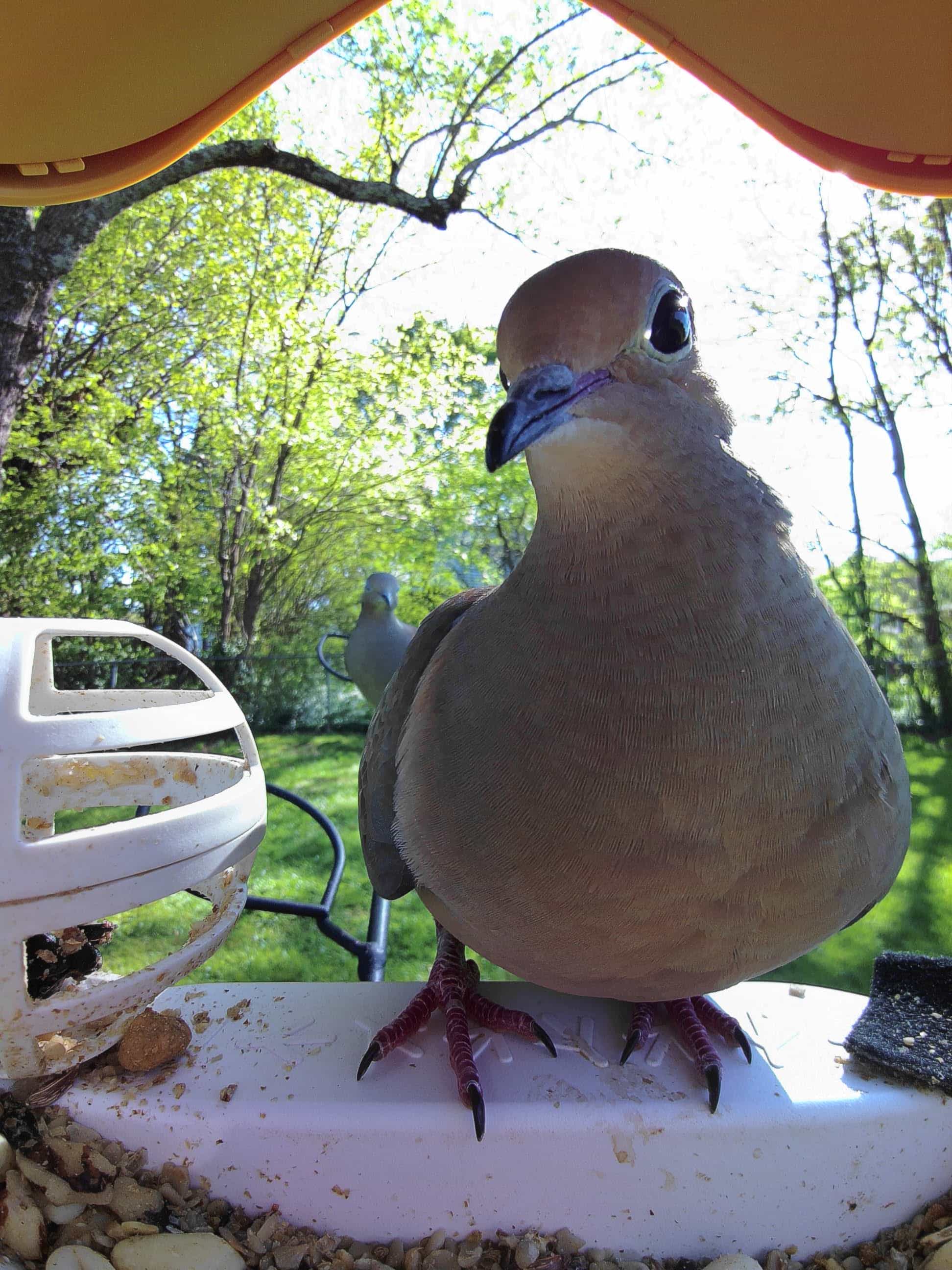Red Wing on a feeder