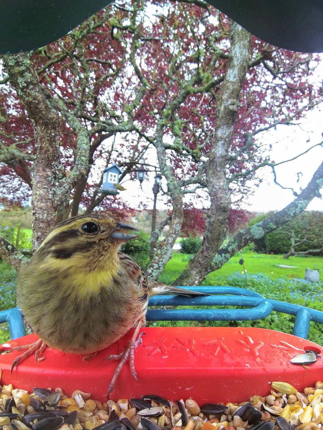 Cirl Bunting