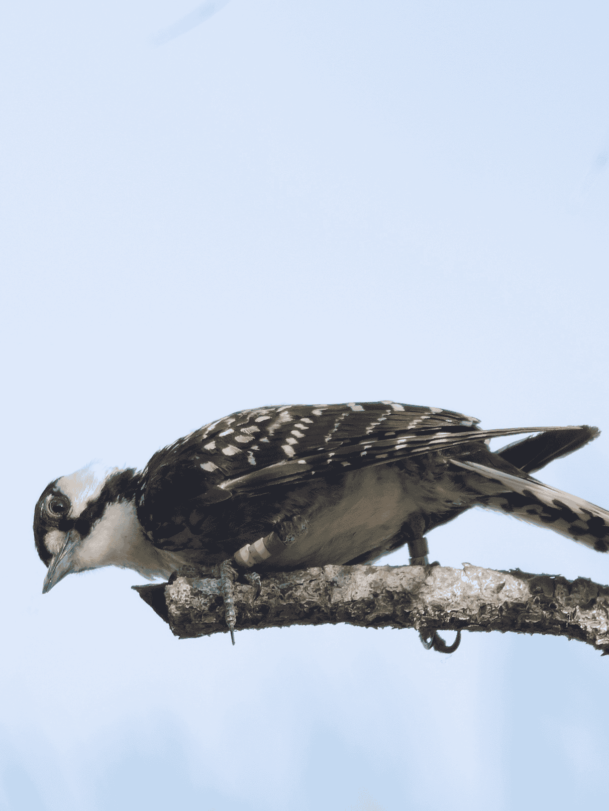 Red-Cockaded Woodpecker