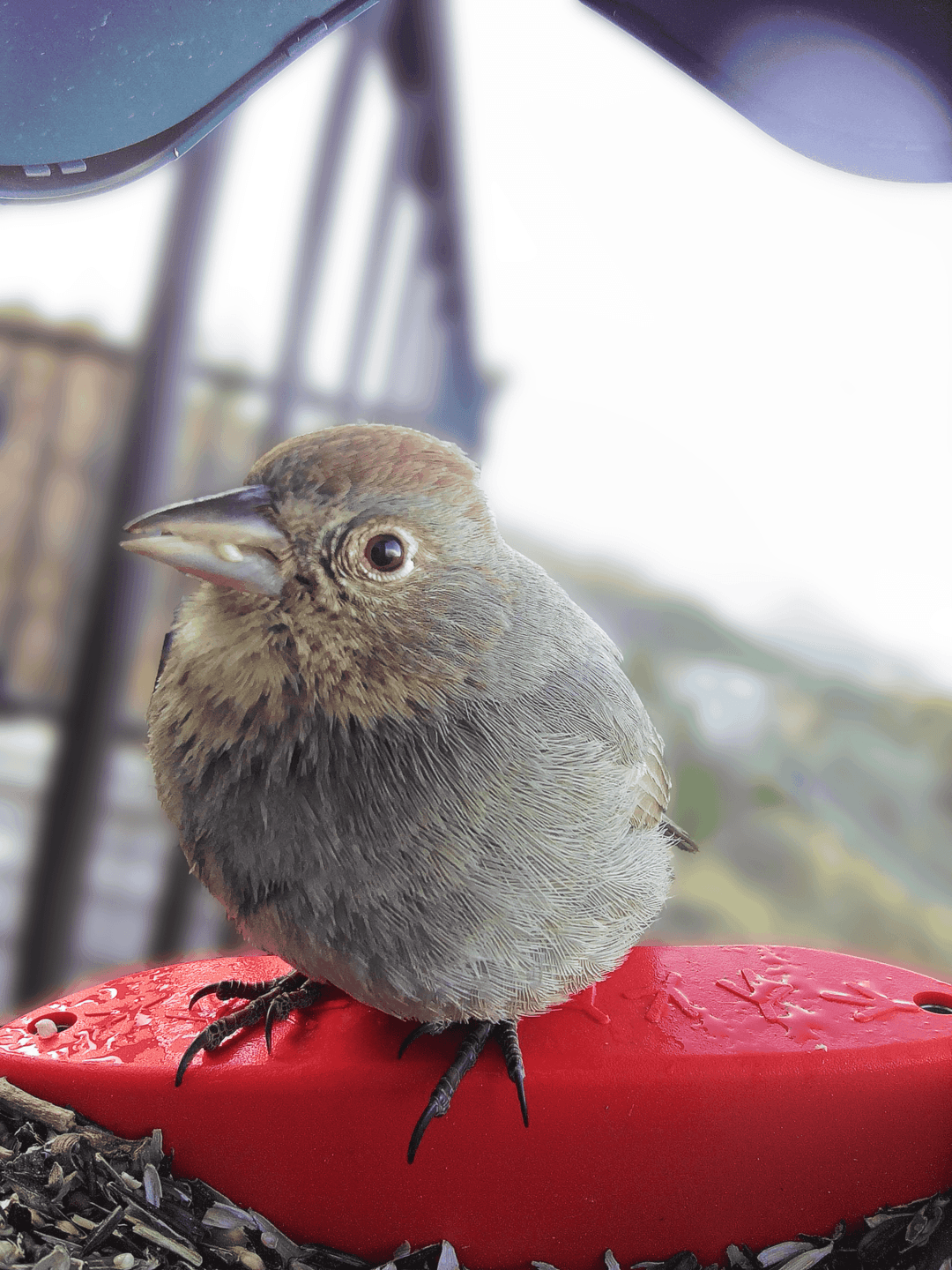Canyon Towhee
