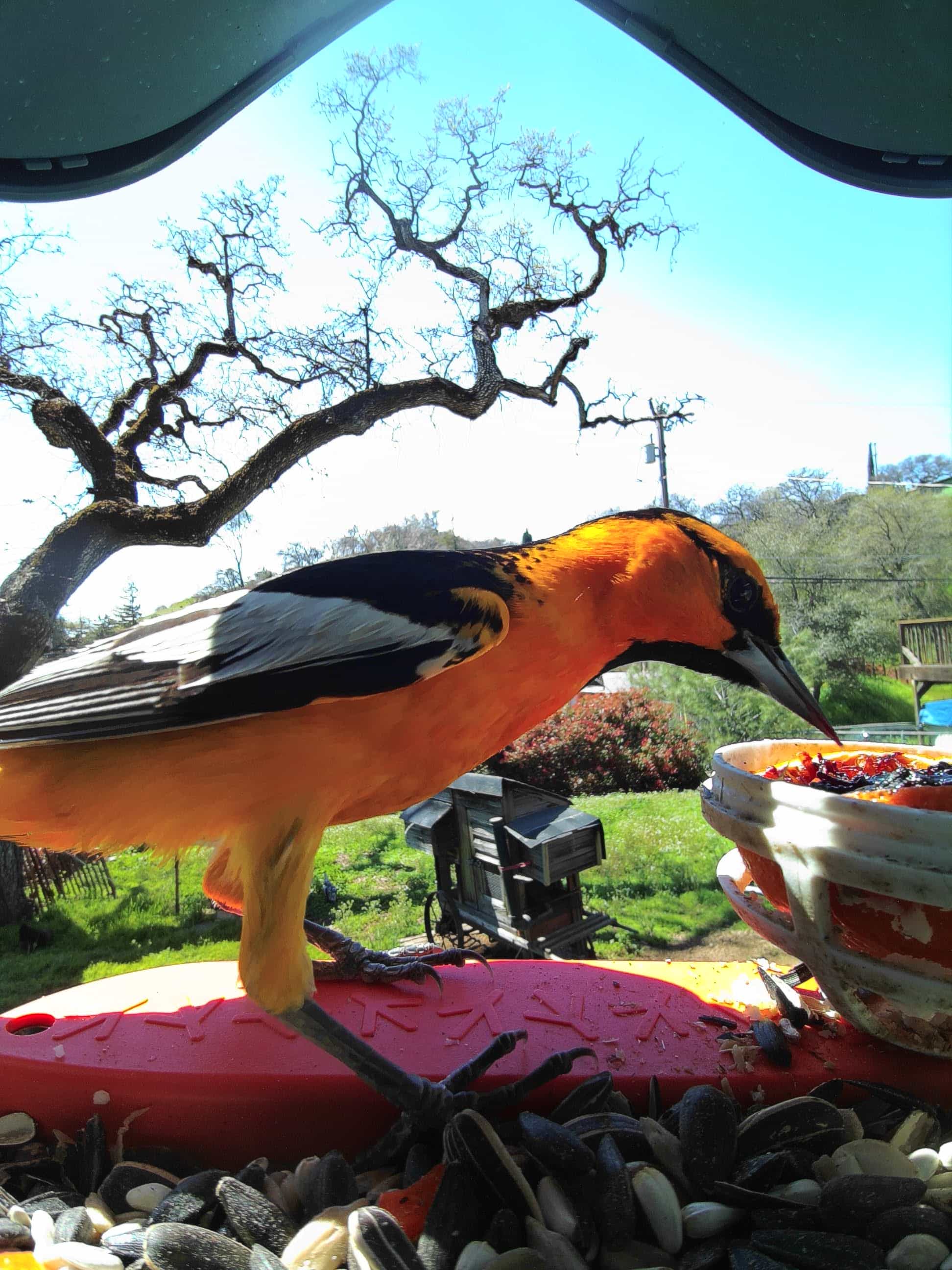 Salem on a feeder
