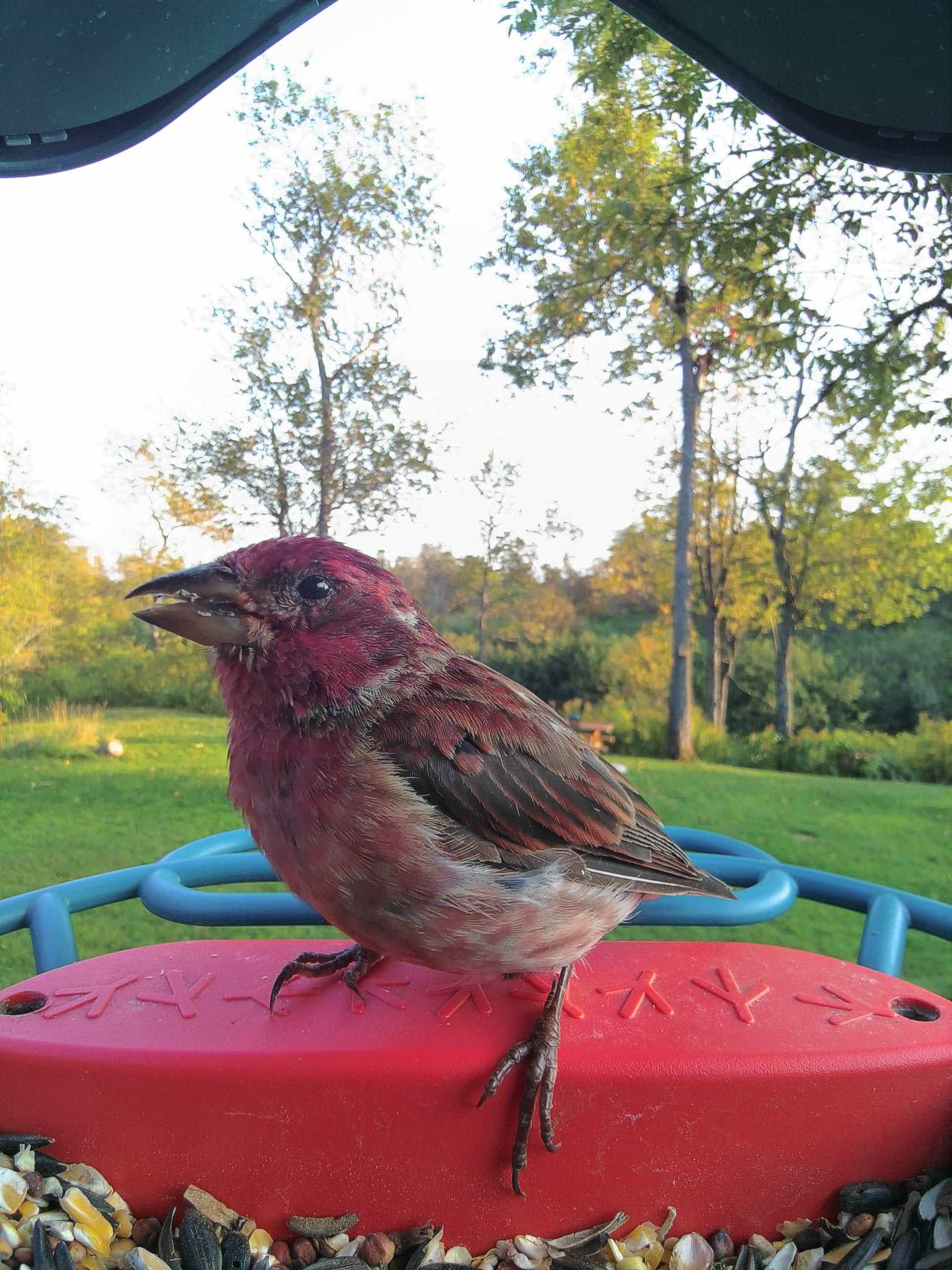Red Wing on a feeder