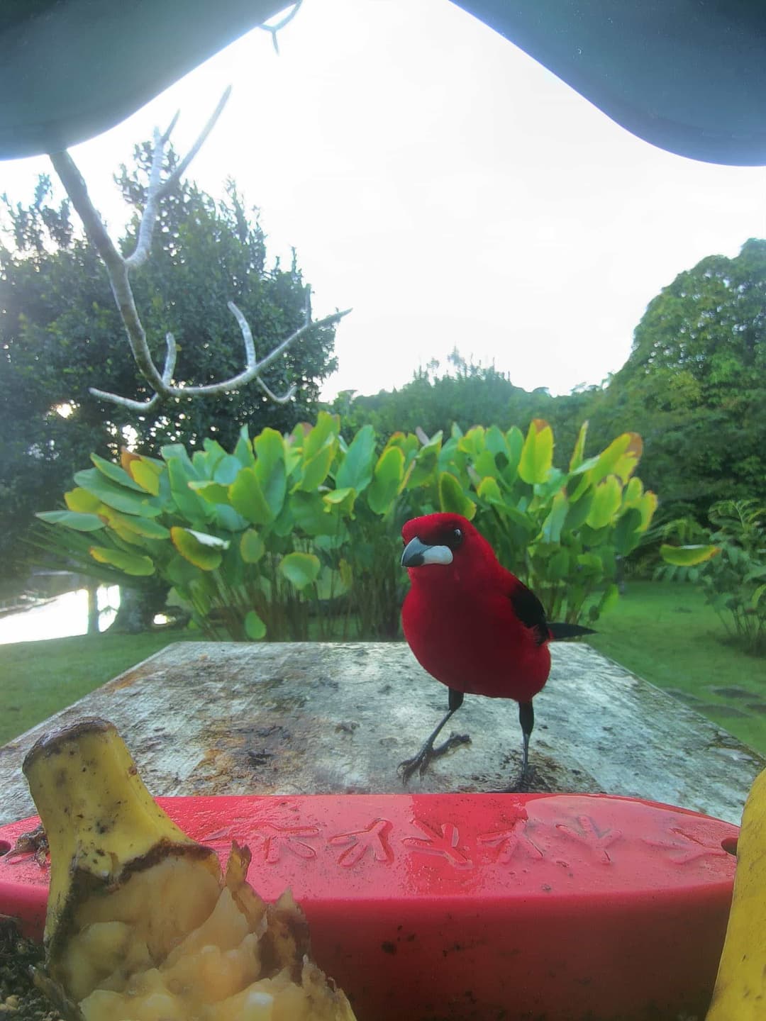 Ramphocelus Tanager