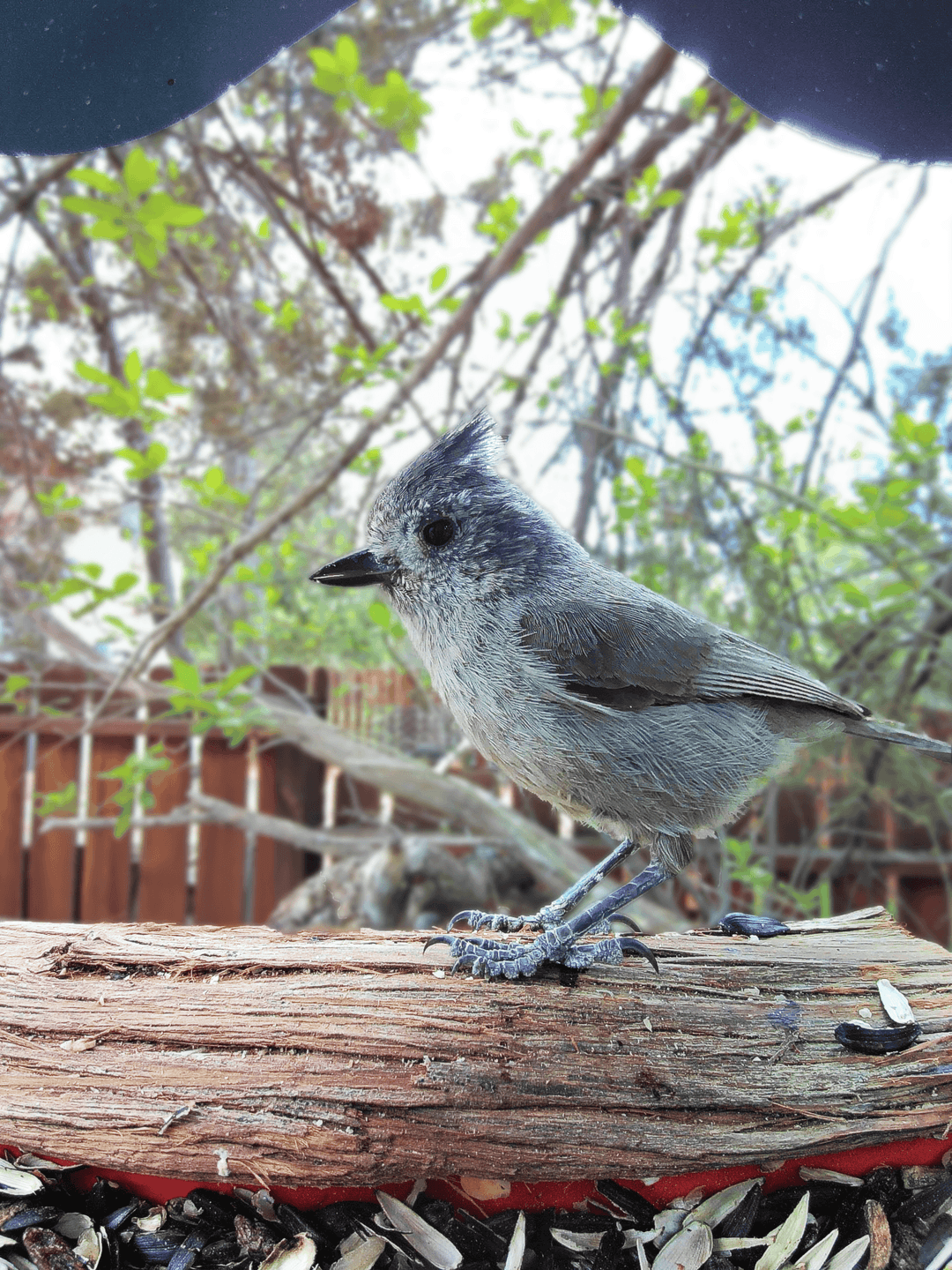 Juniper Titmouse