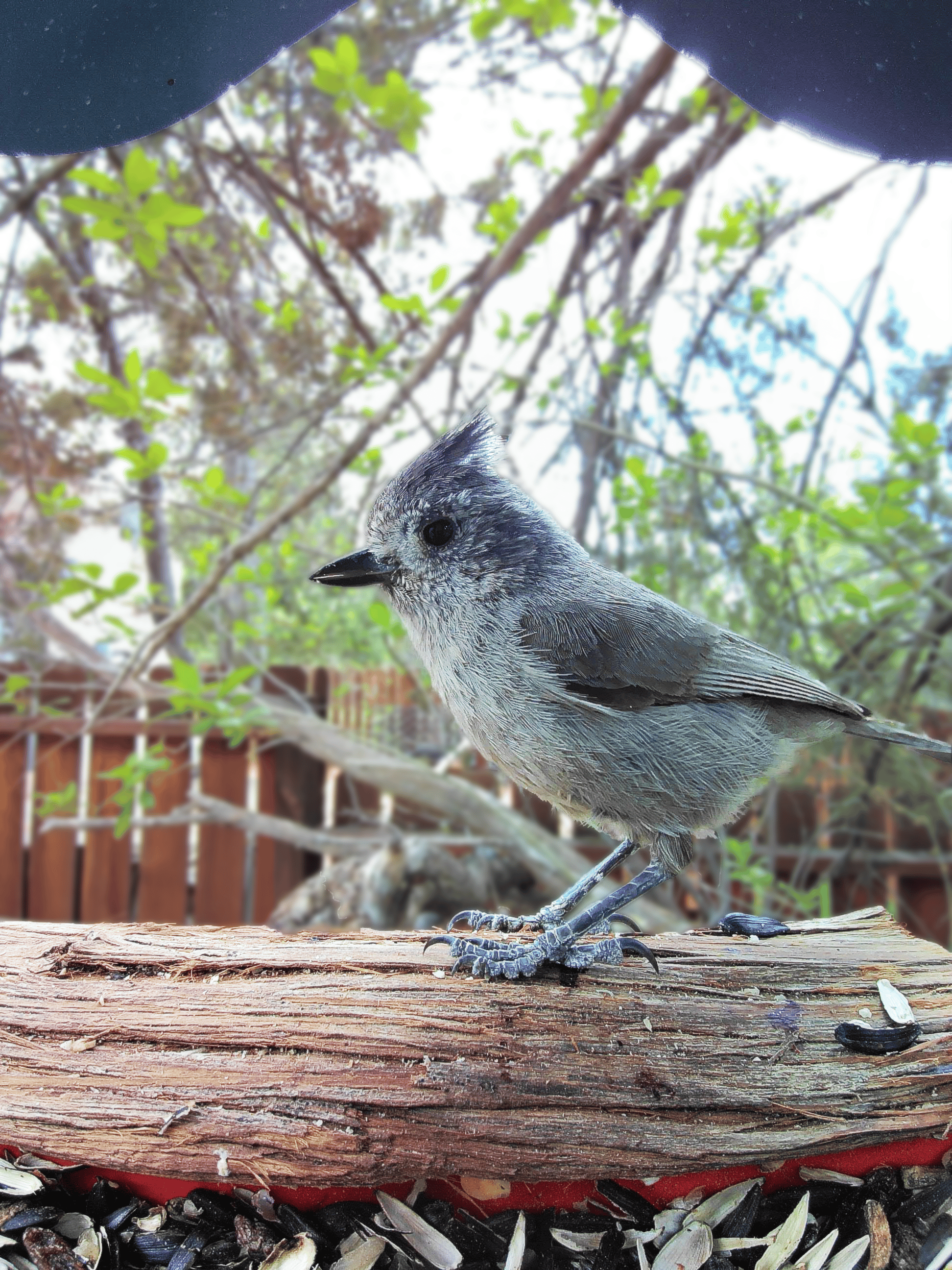 Alamogordo on a feeder
