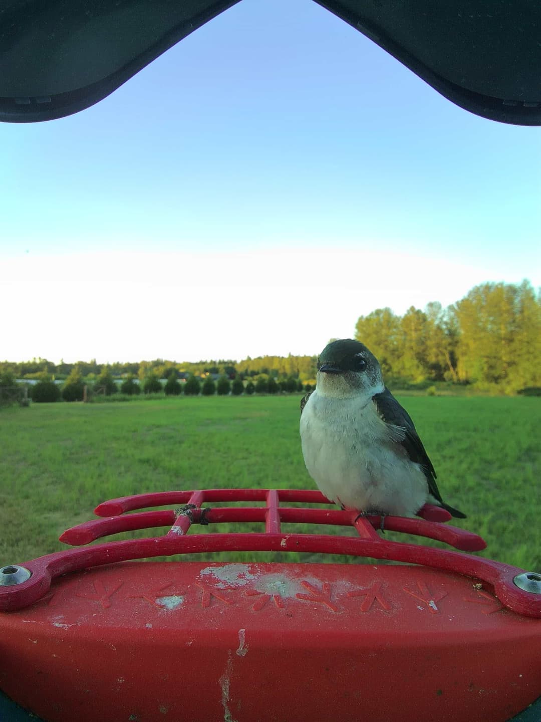 Violet-Green Swallow