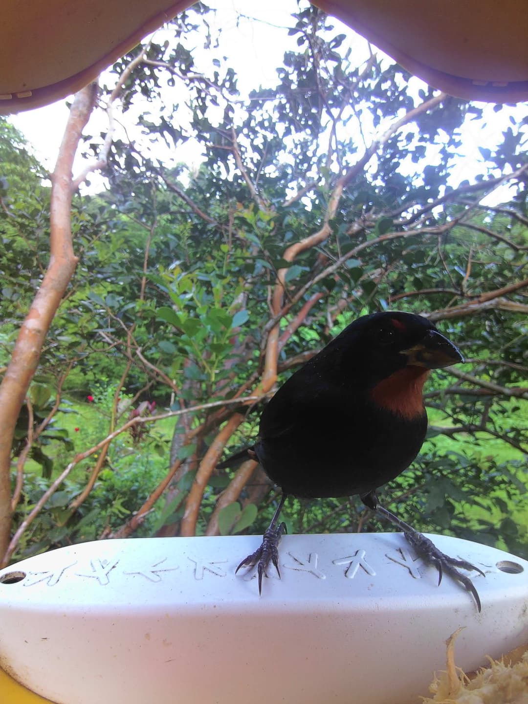 Lesser Antillean Bullfinch