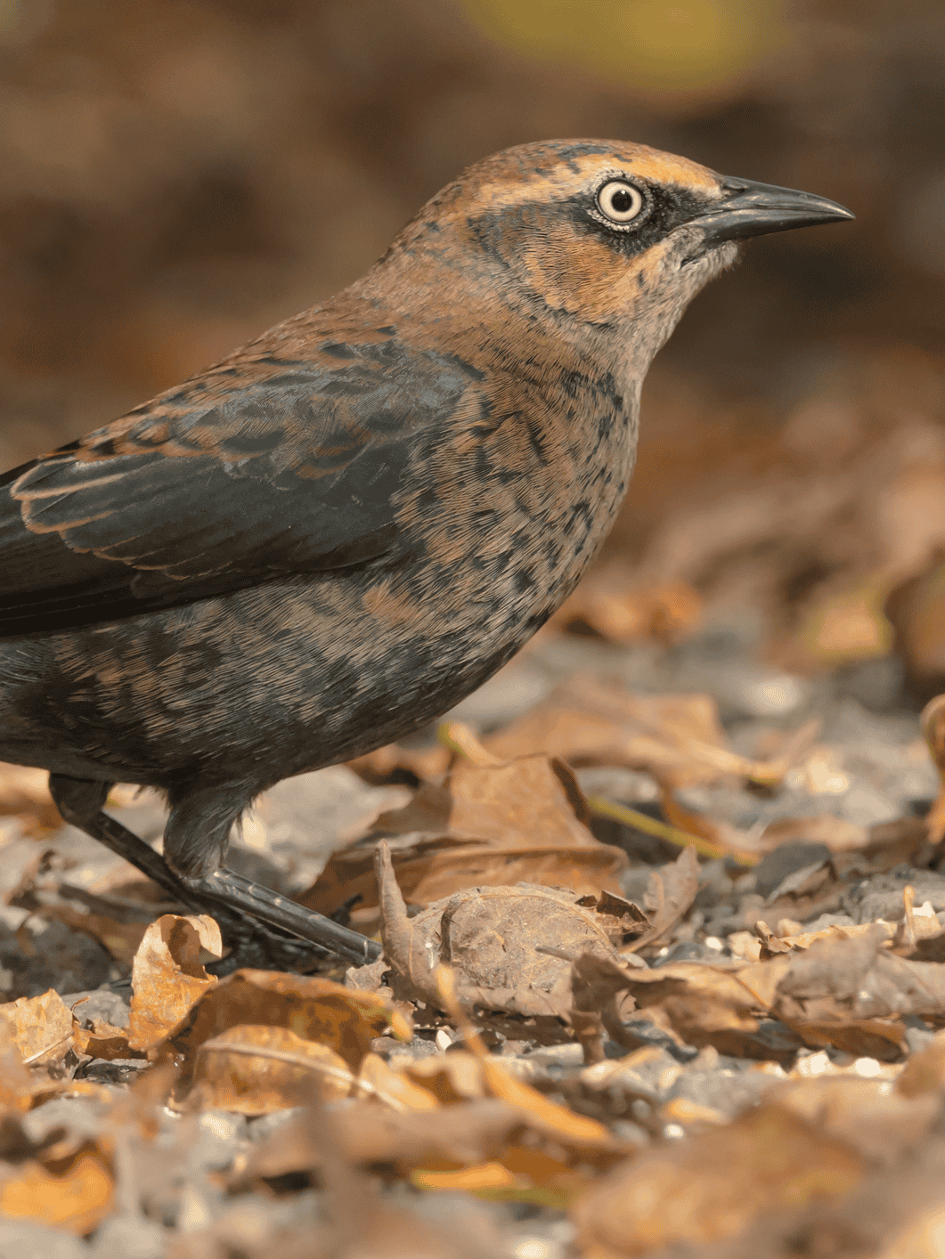 Rusty Blackbird