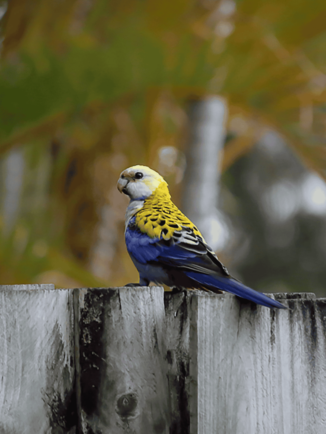 Pale-Headed Rosella