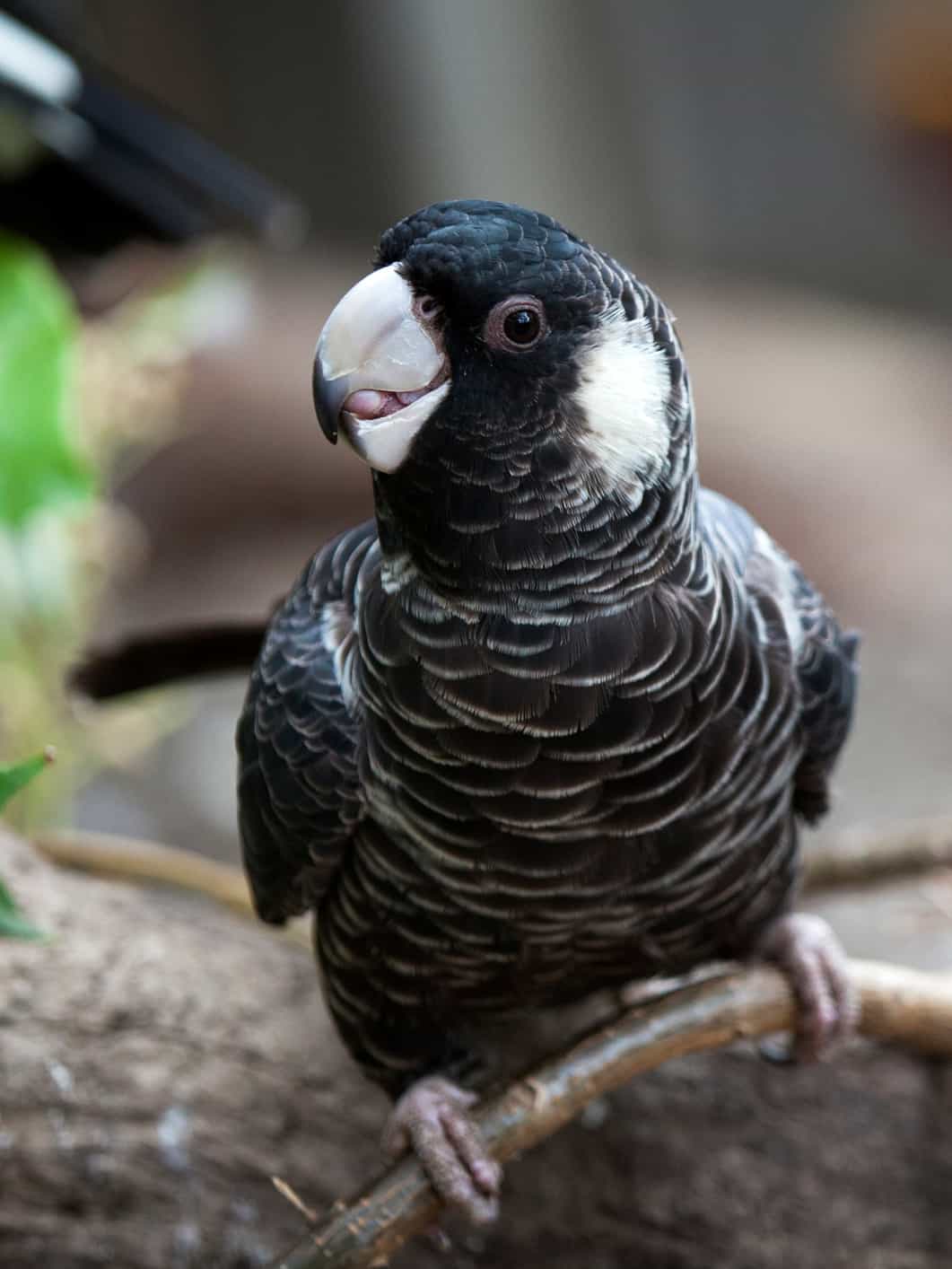 Carnaby’s Black Cockatoo