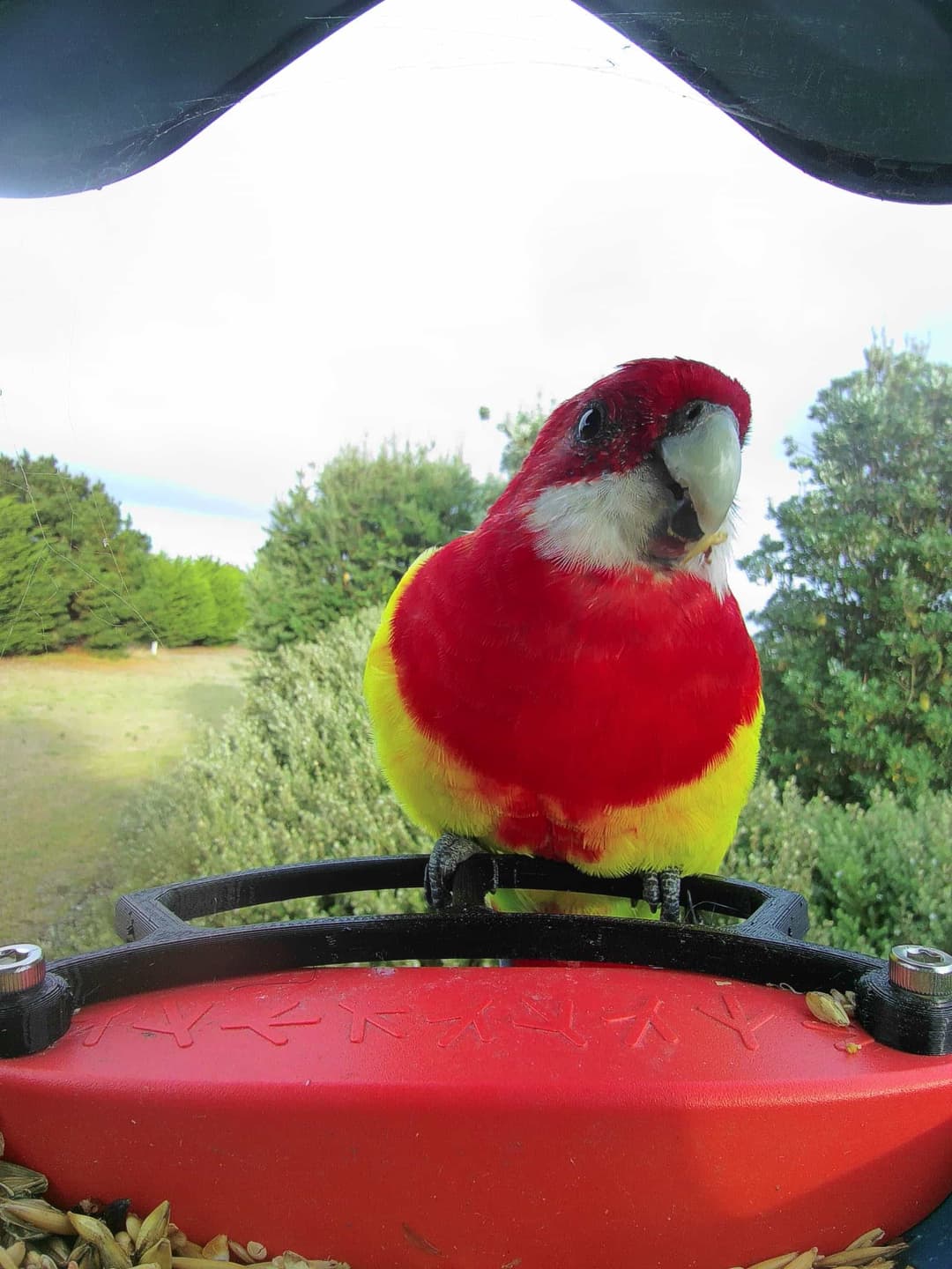 Eastern Rosella