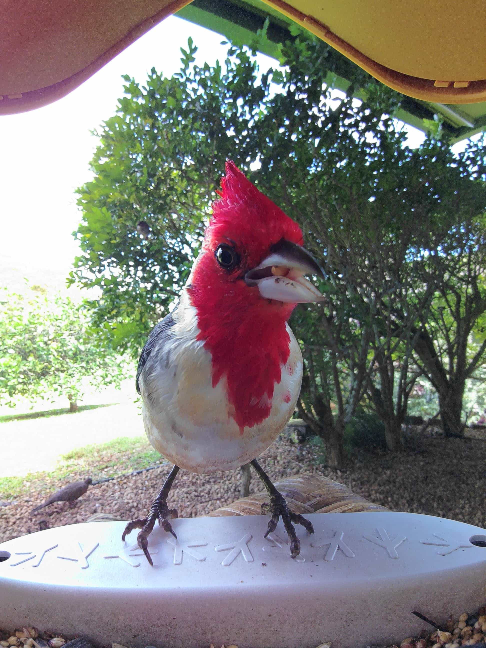 Honolulu on a feeder