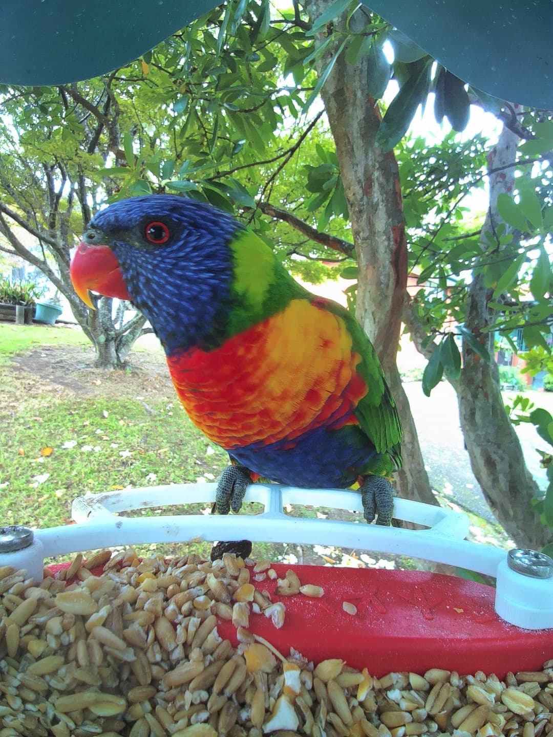 Rainbow Lorikeet