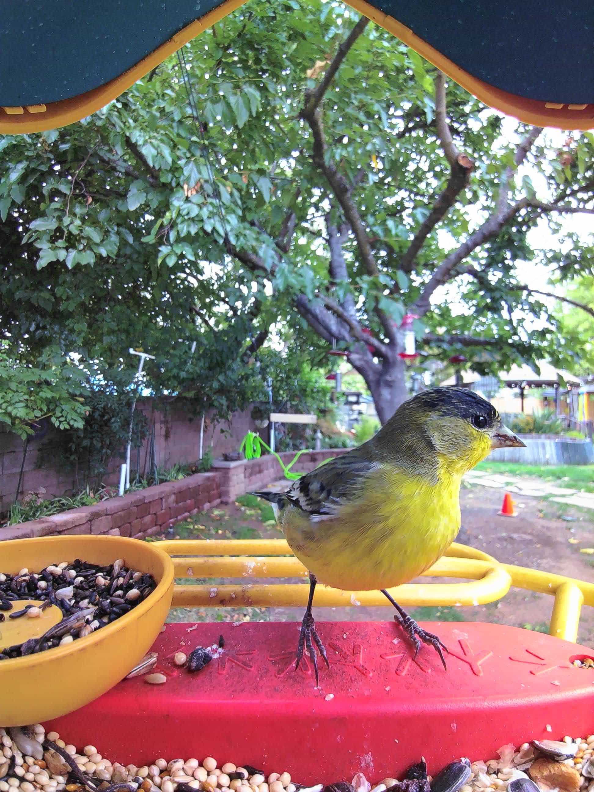 Isla Vista on a feeder